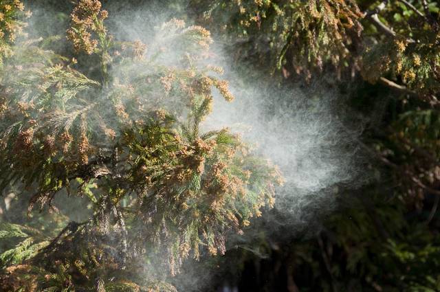 花粉が肌に与える影響、アレルギーについての画像